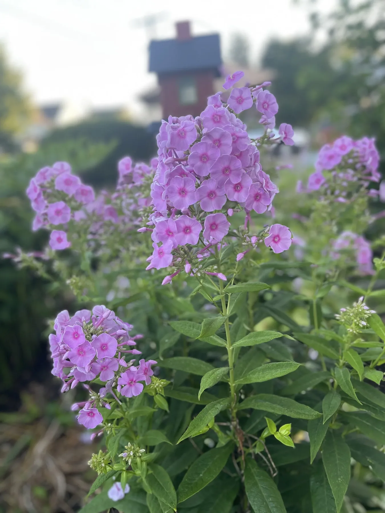 Weed Control